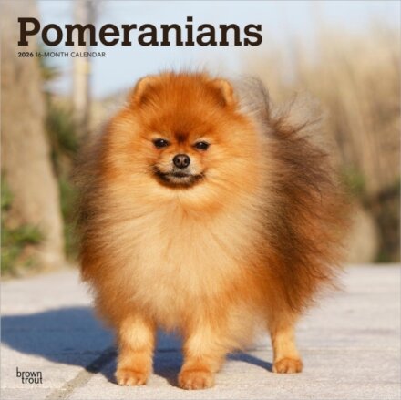 Pomeranians 2026 Square Flap Calendar