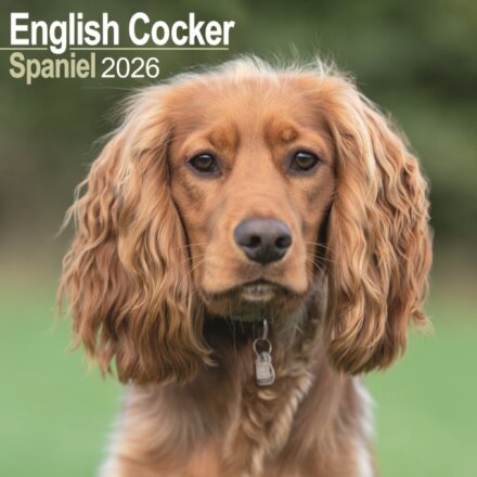 English Cocker Spaniel Calendar 2026  Square Dog Breed Wall Calendar - 16 Month