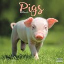 Pigs Calendar 2026  Square Farm Animal Wall Calendar - 16 Month