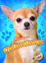 Chihuahuas