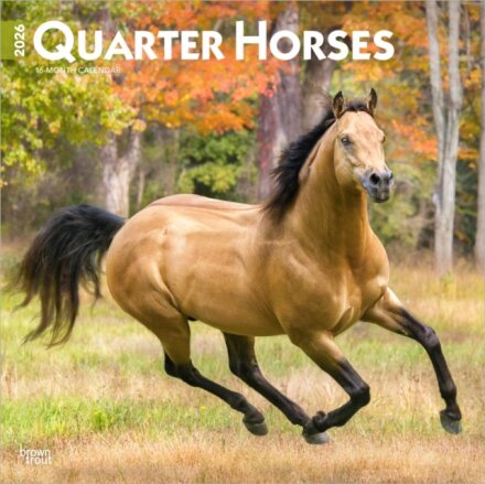 Quarter Horses 2026 Square Flap Calendar