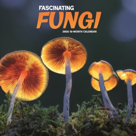 Fascinating Fungi Square Wall Sunday Sta