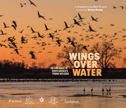 Wings Over Water
