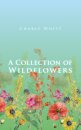 A Collection of Wildflowers