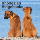 Rhodesian Ridgebacks 2026 Square Flap Calendar