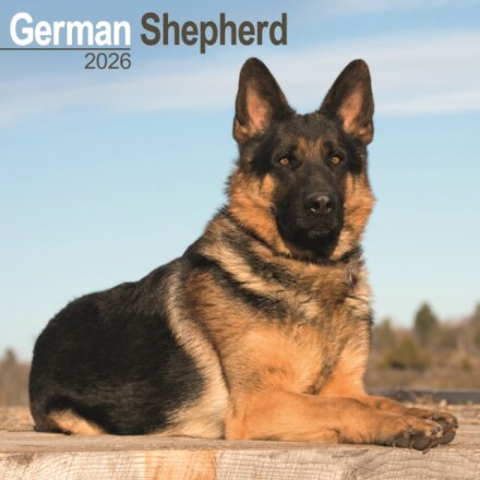 German Shepherd Calendar 2026  Square Dog Breed Wall Calendar - 16 Month