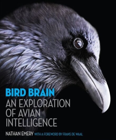 Bird Brain