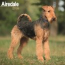 Airdale  Calendar 2026  Square Dog Breed Wall Calendar - 16 Month