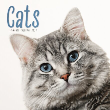 Cats Square Wall Sunday Start Calendar 2