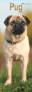 Pug Slim Calendar 2026  Dog Breed Slimline Calendar - 12 Month
