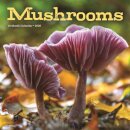 Mushrooms Square Wall Sunday Start Calen