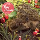 Patricia MacCarthy's Baby Animals Wall Calendar 2026 (Art Calendar)