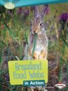 Grassland Food Webs in Action