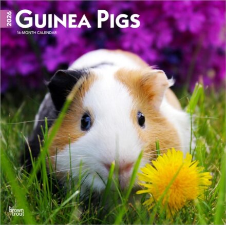 Guinea Pigs 2026 Square Flap Calendar