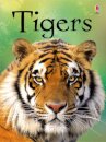 Tigers