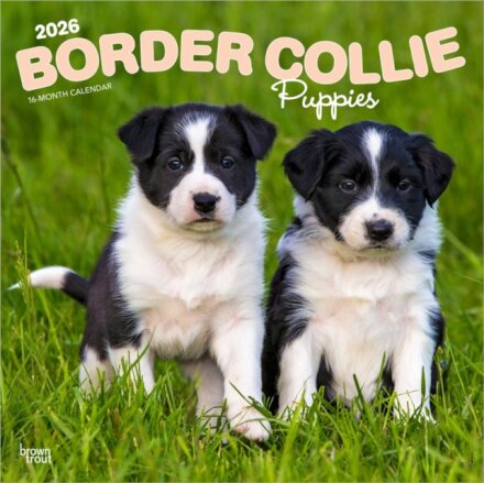 Border Collie Puppies 2026 Square Flap Calendar