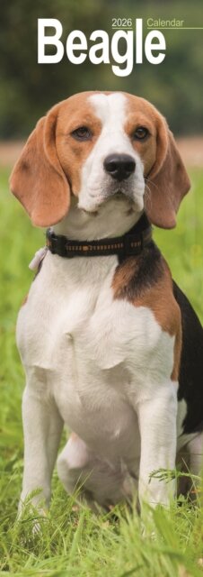 Beagle Slim 2026 Wall Calendar Calendar 2024  Dog Breed Slimline Calendar - 12 Month