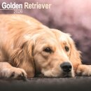 Golden Retriever Calendar 2026  Square Dog Breed Wall Calendar - 16 Month