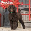 Poodles 2026 Square Flap Calendar
