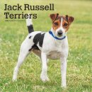Jack Russell Terriers 2026 Square Flap Calendar