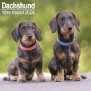 Wirehaired Dachshund Calendar 2026  Square Dog Breed Wall Calendar - 16 Month