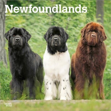 Newfoundlands 2026 Square Flap Calendar