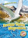 Arctic Tern Migration