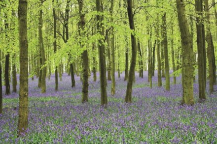 Memo Block - Bluebells