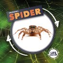 Life Cycle Of A Spider