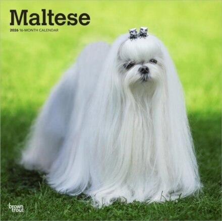 Maltese 2026 Square Flap Calendar