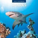 Sharks 2025 Square Wall Calendar