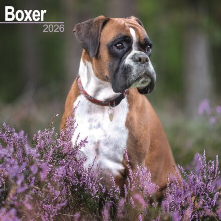 Boxer (Euro) Calendar 2026  Square Dog Breed Wall Calendar - 16 Month