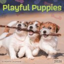 Playful Puppies Square Mini Sunday Start