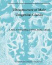 Ultrastructure of the Male Urogenital Glands