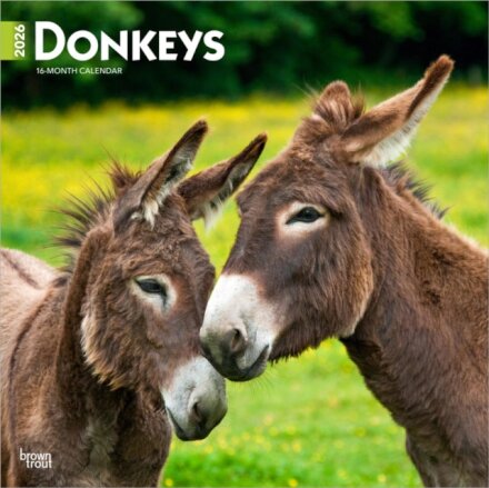 Donkeys 2026 Square Flap Calendar