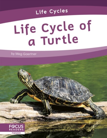 Life Cycle of a Turtle