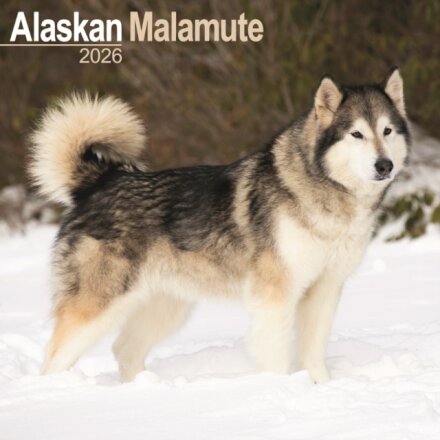 Alaskan Malamute Calendar 2026  Square Dog Breed Wall Calendar - 16 Month