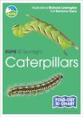RSPB ID Spotlight - Caterpillars