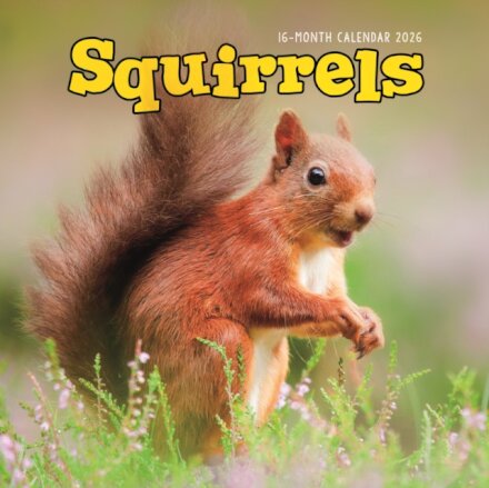 Squirrels Square Wall Sunday Start Calen