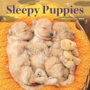 Sleepy Puppies Square Wall Sunday Start