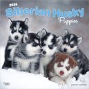 Siberian Husky Puppies 2026 Square Flap Calendar