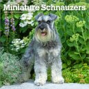 Schnauzers, Miniature 2026 Square Flap Calendar