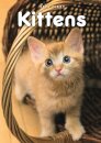Kittens A5 Diary 2026