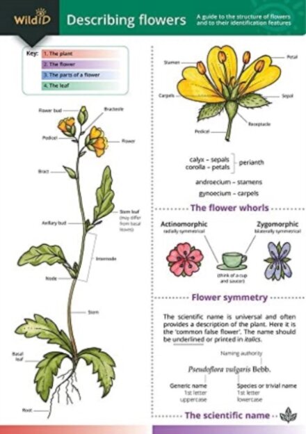 Describing Flowers