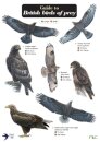 Guide to British Birds of Prey
