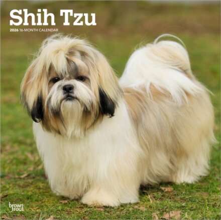 Shih Tzu 2026 Square Flap Calendar