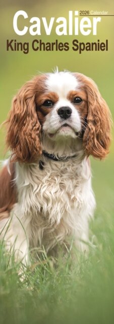 Cavalier King Charles Slim Calendar 2026  Dog Breed Slimline Calendar - 12 Month