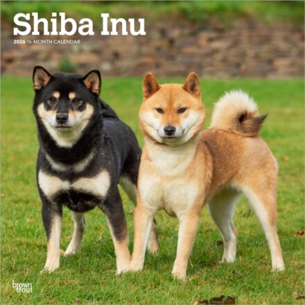 Shiba Inu 2026 Square Flap Calendar
