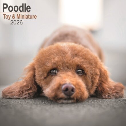 Poodle (Toy & Miniature) Calendar 2026  Square Dog Breed Wall Calendar - 16 Month