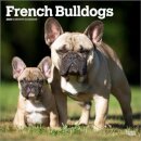 French Bulldogs 2026 Square Flap Calendar